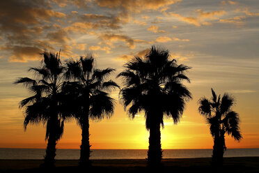 Spain, Benidorm, beach with palm trees at sunset - DSGF01237