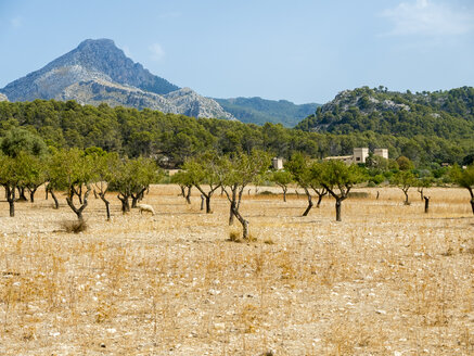 Spanien, Mallorca, Tramuntana, Olivenhain bei Es Capdella - AMF05129