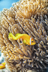 Maldives, Indian Ocean, Maldive anemonefish - DSGF01239