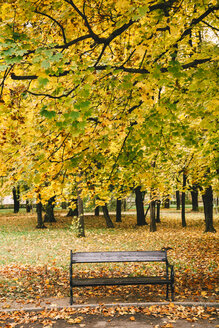 Holzbank unter herbstlich buntem Baum - BZF00358