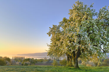 Germany, Baden-Wuerttemberg, Lake Constance, meadow with trees and Untersee - SHF01909