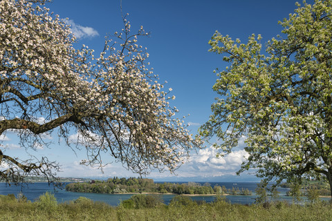 Germany, Litzelstetten, Lake Constance, blossoming trees and view to Island Mainau stock photo