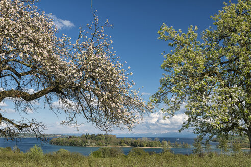 Germany, Litzelstetten, Lake Constance, blossoming trees and view to Island Mainau - SHF01924