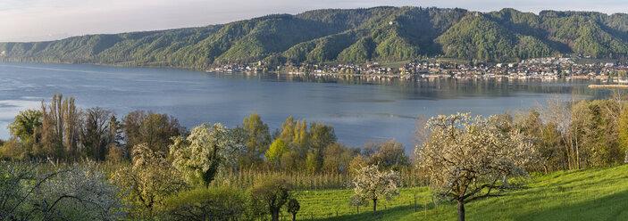 Deutschland, Bodman, Bodensee, Wiese mit blühenden Bäumen im Morgenlicht - SHF01925