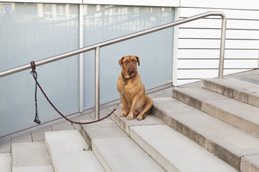 Bordeaux Dogge auf der Treppe sitzend - JUNF00755