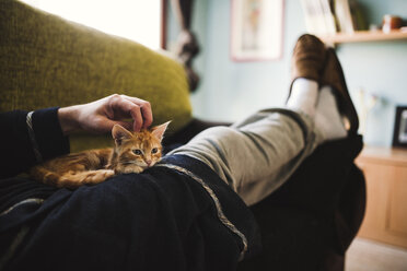 Tabby kitten relaxing on the lap of owner - RAEF01595