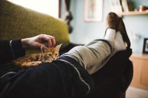 Tabby kitten relaxing on the lap of owner - RAEF01595