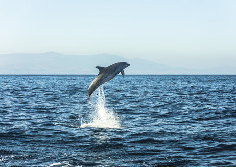 Spain, bottlenose dolphin jumping in the air - KBF00351