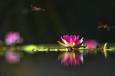 Water lily and dragonflies - DSGF01292