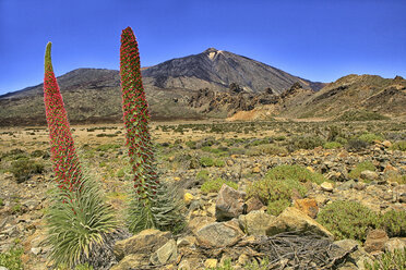 Spanien, Teneriffa, Echium Wildpretii wächst im Teide-Nationalpark - DSGF01297