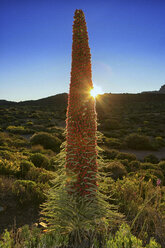 Spanien, Teneriffa, Echium Wildpretii wächst im Teide-Nationalpark - DSGF01312