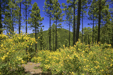 Spanien, Teneriffa, blühende Blumen in der Nähe von El Teide - DSGF01339