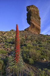 Spanien, Teneriffa, Echium Wildpretii und bizarre Felsformation im Teide-Nationalpark - DSGF01342