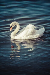 Höckerschwan auf See - KRPF02066