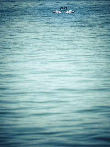 Zwei Höckerschwäne auf dem See, lizenzfreies Stockfoto