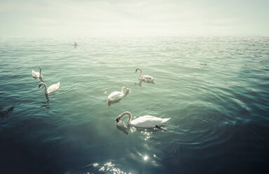 Group of mute swans on lake at backlight - KRPF02068