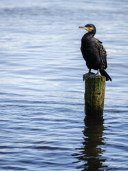 Kormoran auf Holzpfahl - KRPF02072