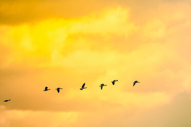 Flying geese at sunset - KRPF02074