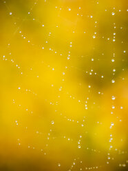 Teil eines Spinnennetzes mit Regentropfen - KRPF02075