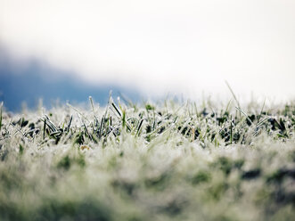 Frozen grass - KRPF02076