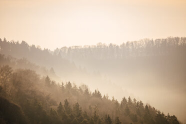 Germany, Black Forest at morning mist - KRPF02077
