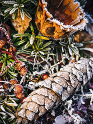 Fir Cone with snow - KRPF02079