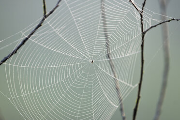 Kreuzspinne im Spinnennetz - SIEF07209