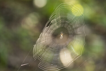 Kreuzspinne im Spinnennetz - SIEF07211