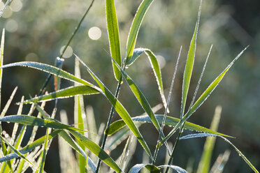 Blades of wood small-reed with dew drops at backlight - SIEF07212