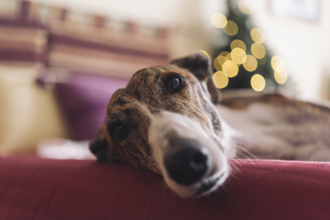 Portrait of Greyhound lying on couch at Christmas time stock photo