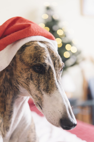 Porträt eines Windhundes mit Weihnachtsmütze, lizenzfreies Stockfoto