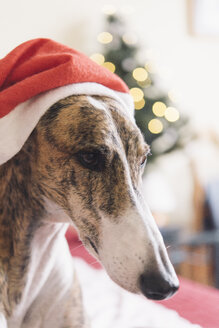 Portrait of Greyhound wearing Christmas cap - SKCF00234