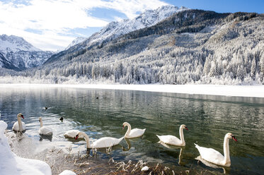 Austria, Kleinarl, group of mute swans on Jaegersee in winter - HHF05478