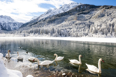 Österreich, Kleinarl, Gruppe von Höckerschwänen auf dem Jägersee im Winter - HHF05478