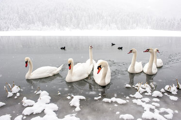 Austria, Kleinarl, group of mute swans on Jaegersee in winter - HHF05479