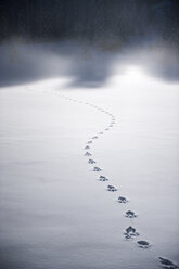 Tracks of wild animal in the snow - HHF05480