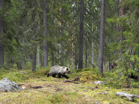 Finnland, Kainuu, junger Braunbär, lizenzfreies Stockfoto