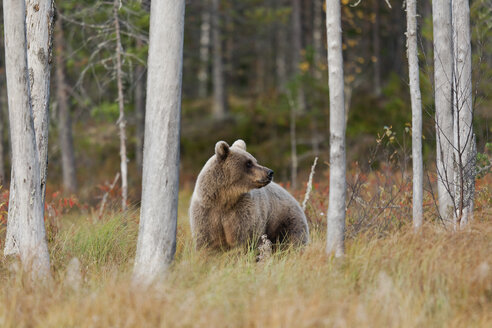 Finnland, Kainuu, Braunbär - ZC00448