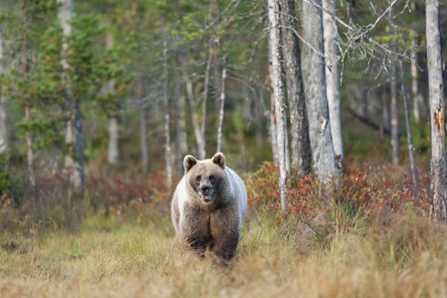 Finnland, Kainuu, Braunbär - ZC00449