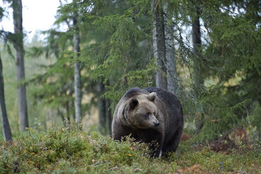 Finnland, Kainuu, männlicher Braunbär - ZC00450