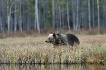 Finnland, Kainuu, Braunbär - ZC00451