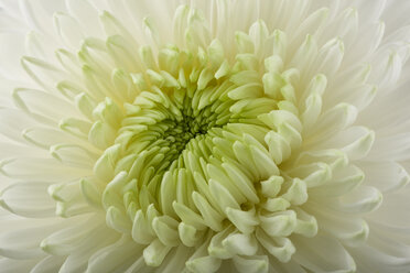 Chrysanthemum, close-up - MJOF01324