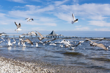 Deutschland, Usedom, Heringsdorf, Möwen an der Seebrücke - SIEF07216