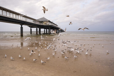 Germany, Usedom, Heringsdorf, seagulls at pier - SIEF07221