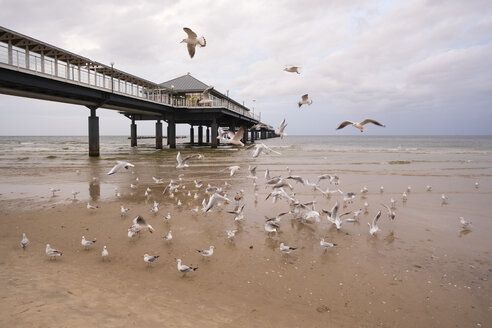 Deutschland, Usedom, Heringsdorf, Möwen an der Seebrücke - SIEF07221