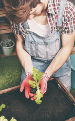 Junger Gärtner pflanzt Salat im Container - RTBF00576