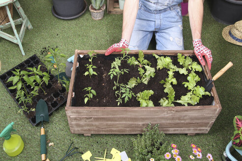 Container with tomatoe plants, pepper plants and lettuce in the urban garden - RTBF00577