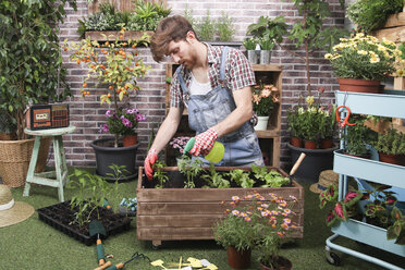 Junger Mann besprüht Container mit Tomatenpflanzen, Paprikapflanzen und Salat im städtischen Garten - RTBF00578