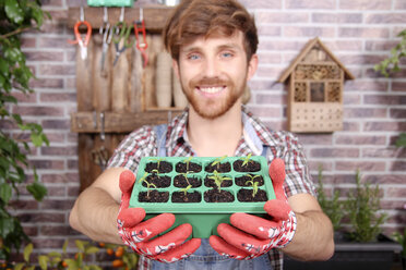 Lächelnder junger Gärtner, der einen Behälter mit Tomatensetzlingen hält - RTBF00579