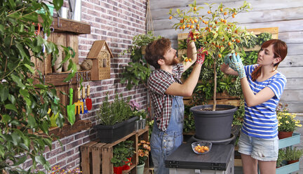 Ein Ehepaar pflückt Kumquats in ihrem städtischen Garten auf der Terrasse - RTBF00581